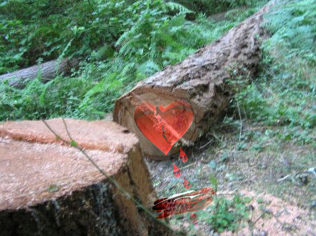 in ascolto del cuore