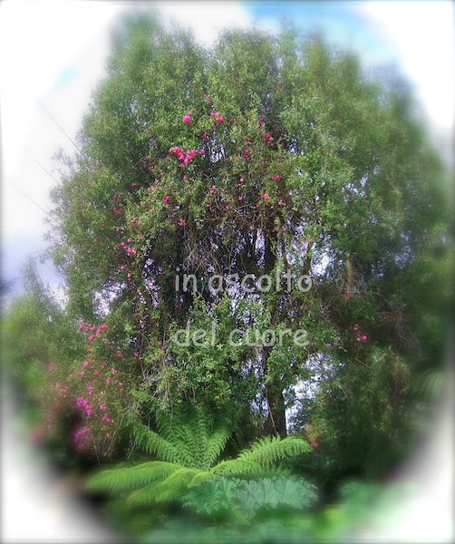 in ascolto del cuore
