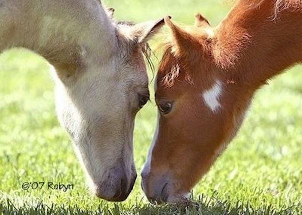 in ascolto del cuore