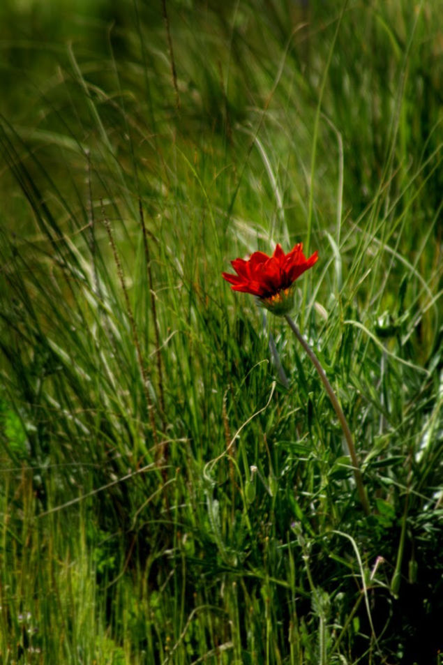 in ascolto del cuore