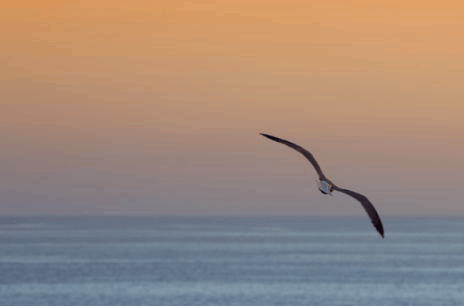 in ascolto del cuore