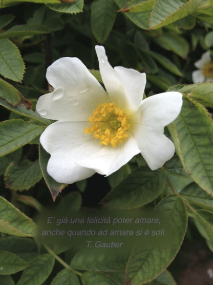 in ascolto del cuore